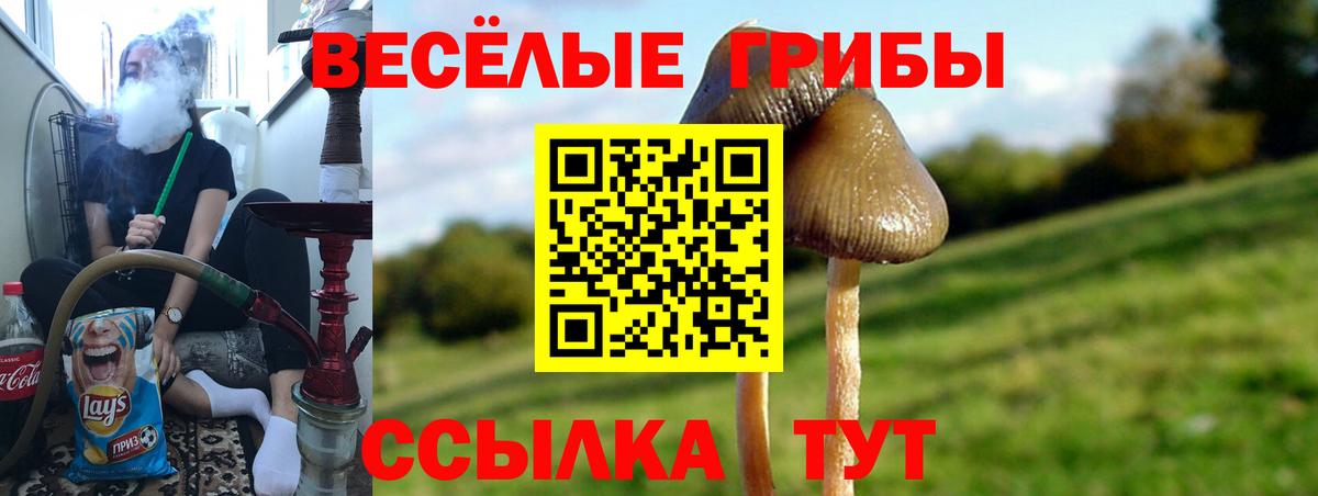 Галлюциногенные грибы Cubensis  магазин  наркотиков  Вход с VPN  Губкинский  Галлюциногенные грибы прущие грибы 